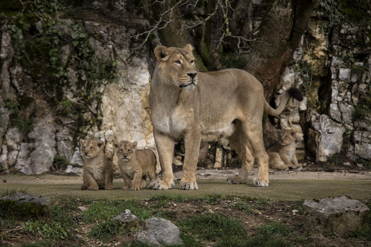 French Zoo